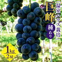 【ふるさと納税】【 2025年 先行予約 】 「温室ハウス栽培」 巨峰 1kg（ 種あり ） 久家ぶどう園 2房 ぶどう ブドウ 有機 肥料 ハウス 栽培 国産 果物 くだもの 葡萄 フルーツ 1キロ 7月 発送 夏 旬 品種 産地直送 産直 農家直送 冷蔵 茨城県 石岡市 送料無料 (G169)