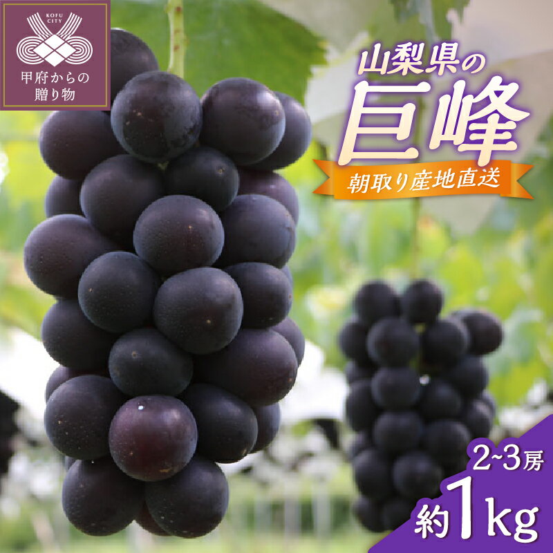 【ふるさと納税】 巨峰 2026年度配送分 山梨県産 甲府市産 約1.0kg 2〜3房 朝取り 冷蔵 2026年8月中旬～2026年10月上旬頃 ぶどう フルーツ 果物 大粒 甘い 贈り物 お中元 贈答品 手土産 フルーツ王国山梨 期間限定 数量限定 k346-005