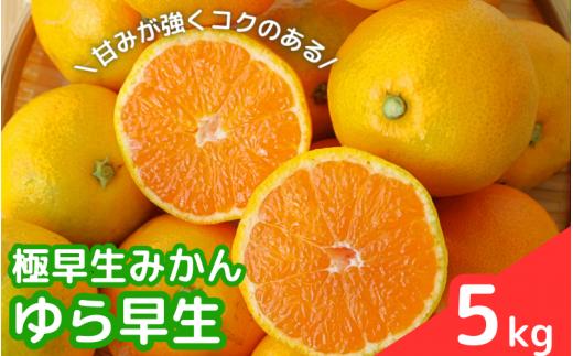 【2025年分先行予約】極早生みかん ゆら早生　5kg【10月上中旬以降発送予定】 / 和歌山県 田辺市 みかん 早生みかん 柑橘【mrn006-2】