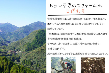 【有機JAS認証】 しいたけ 乾燥 極上 原木 干し 椎茸 どんこプレミアム 30g [HUTTE 宮崎県 美郷町 31ao0023] オーガニック 肉厚 乾燥しいたけ シイタケ