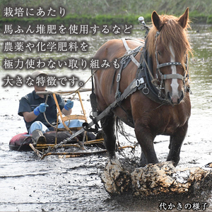 【 2026年 1月中旬より発送】 岩手県産 馬耕米 あきたこまち 精米 10kg ／【株式会社スタディア】 お米 米 白米 こめ コメ 馬ふん堆肥 使用 ご飯 ライス おにぎり 弁当 単一原料米 1