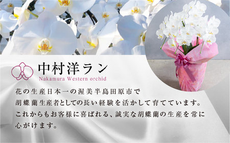 中村洋ラン 胡蝶蘭 ミディ 2本立ち 白色 16輪～20輪 