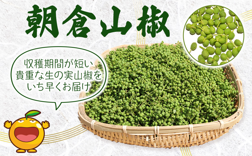 数量限定！朝倉山椒 500ｇ×1箱 | 生山椒 枝付き 調味料 津久見市