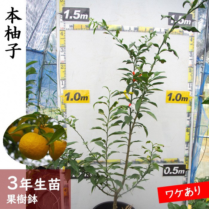 
            《訳あり》3年生 苗木 ◇柑橘類 本柚子(ほんゆず)[果樹鉢苗 2023年] ※北海道・沖縄・離島への配送不可
          