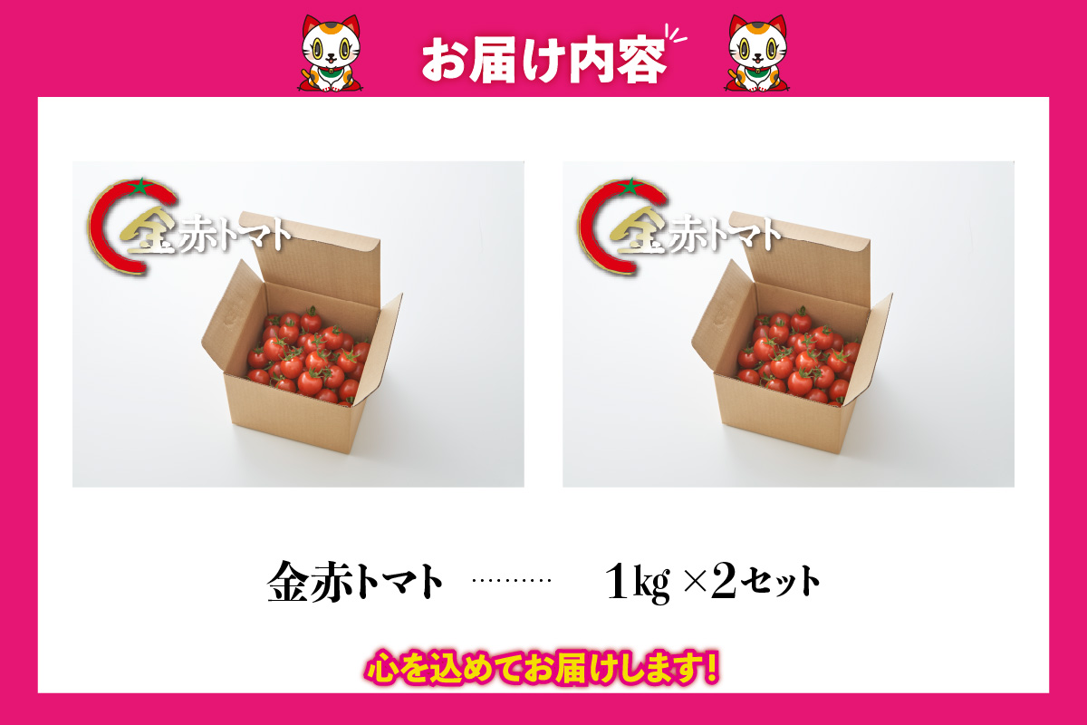 トマト好きが、恋をする。　2kg　金赤トマトミニ 野菜 新鮮野菜 夏野菜 旬野菜 生野菜 ミニトマト プチトマト フルーツ トマト 国産 味が濃い 濃厚 高糖度 甘い ビタミンC リコピン お弁当 サ