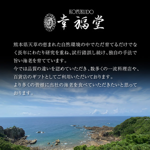 S005-008_【鮮度抜群】《美味しさの極み》天草産・幸福堂の活き車えび『海老王』（930g）〈先行予約〉 / 車エビ 車海老 エビ えび