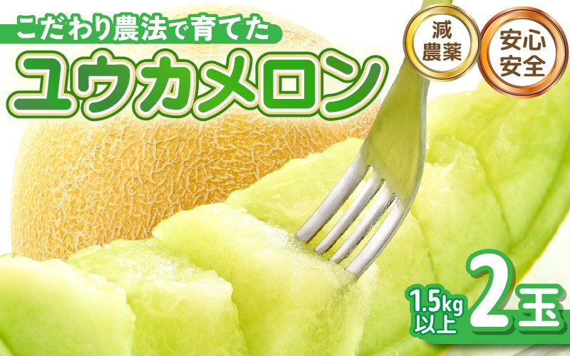 
            【先行予約】 安心安全！減農薬！こだわり農法で育てた ユウカメロン 2玉  (1玉あたり：1.5kg以上) 【2026年6月中旬以降順次発送予定】 【メロン めろん フルーツ デザート 果物 くだもの 果実 糖度 甘い 産地直送 国産】 [B-21205]
          