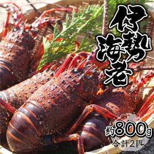 HRISR-80【先行予約・数量限定】＜生冷凍＞宮崎県串間産 天然伊勢エビ(約800g・2匹) 【合同会社Houryoumaru】