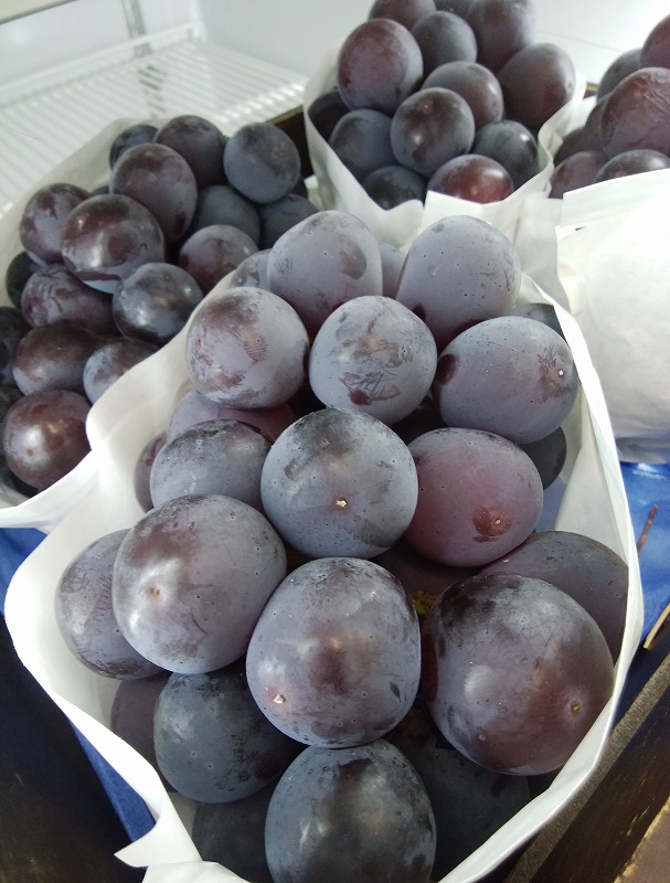 【ふるさと納税】【さぬき讃フルーツ認定】 締め切り間近 シャインマスカット＆NEWピオーネ詰め合わせ  シャインマスカット 大粒 贈答用 ギフト お取り寄せ 国産 旬 新鮮 産地直送 高級 ぶどう 葡