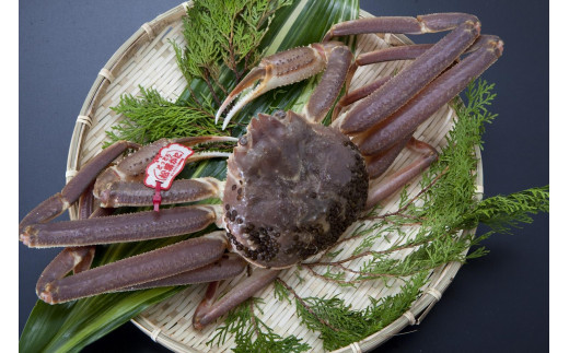 
                  【魚倉】タグ付き生松葉ガニ(特大950ｇ)｜国産 タグ付き ズワイガニ 松葉ガニ カニ 蟹 かに 生 カニ鍋 かに鍋 鍋 かにしゃぶ かにみそ 期間限定 送料無料 鳥取県 三朝町
                