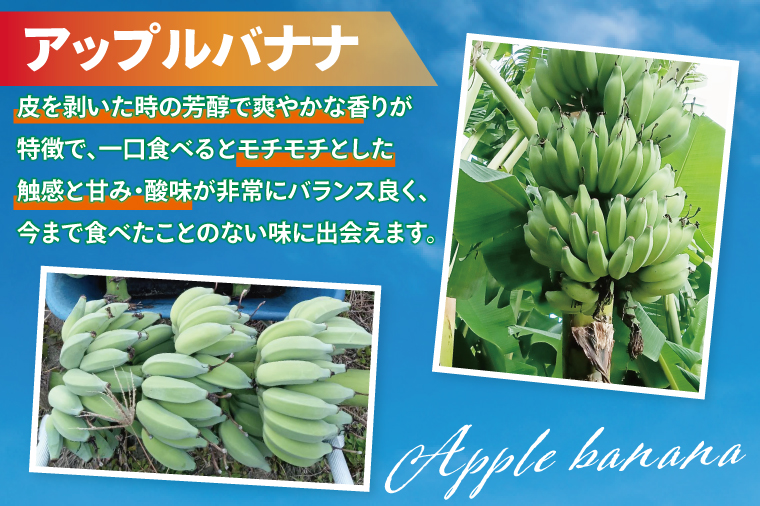 アップルバナナ 約4kg｜バナナ ばなな アップルバナナ フルーツ くだもの 果物 沖縄フルーツ 有機肥料 沖縄 沖縄県 豊見城市(DL003)