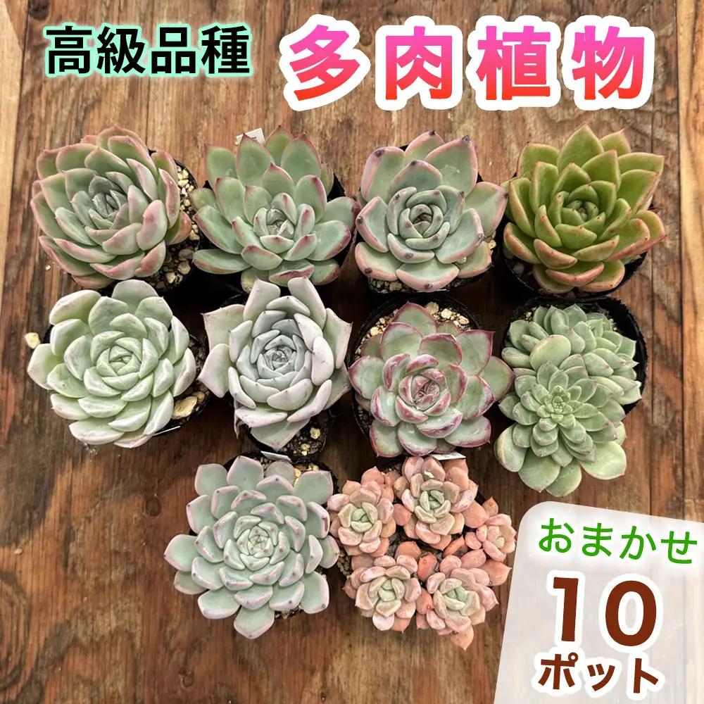 《9月下旬より順次発送》高級品種 多肉植物 苗 おまかせ 10ポット [1258]