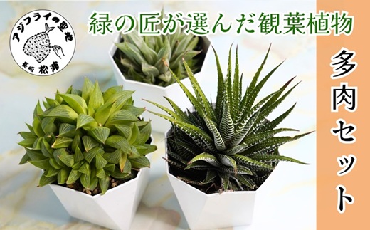 緑の匠が選んだ観葉植物 素敵な空間づくりに 多肉植物3種( 観葉植物 多肉植物 インテリア 植物 贈り物 送料無料 )【B6-038】