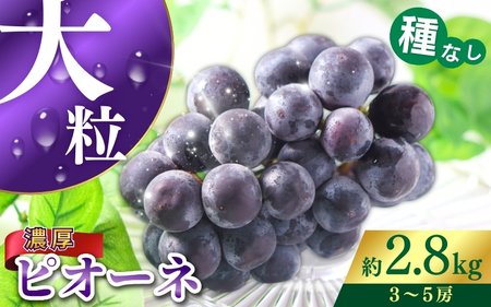 ピオーネ 種なしピオーネ 約2.8kg 【甘さとみずみずしさが自慢】【2025年8月下旬～9月中旬頃発送予定】 / ピオーネ 種なしピオーネ ぶどう 葡萄 ブドウ フルーツ 果物 くだもの 人気 産地直送 【A249-frks142】