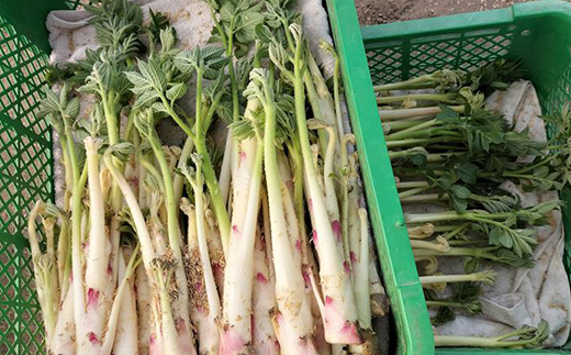 ウド 約1000g 北国の春の香りをお届けします【60P3228】