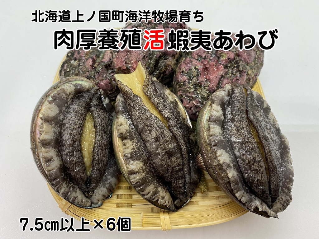 海洋牧場育ち養殖活蝦夷あわび（7.5㎝以上×6個）　活アワビ　鮑　海鮮　産地直送　魚介類　海の幸　おせち食材　エゾアワビ　冷蔵　アワビ　BBQ食材　ギフト　贈答　バーベキュー　蝦夷鮑