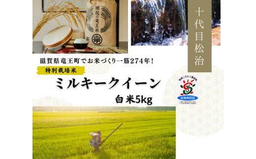 新米【 数量限定 】ミルキークイーン 白米 5kg 縁起の竜王米   ( 令和7年産 新米 白米 5kg お米 おこめ ごはん 米 特別栽培米 ブランド米 ライス こだわり米 ギフト 国産 縁起の竜王米 滋賀県竜王町 )