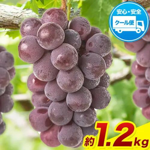 訳あり ニューピオーネ 約1.2kg