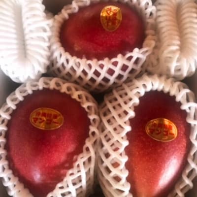 【2025年7月頃発送】離島の恵み　完熟マンゴー1.5kg【配送不可地域：離島】