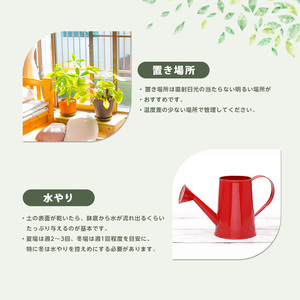 【観葉植物】コーヒーの木 7号 Green Base IB003-018 観葉植物 ※北海道・沖縄・離島配送不可