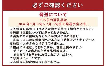 『まるで果物の王様！贅沢メロン』 2玉セット  1箱 熊本県産  【2026年1月下旬発送開始】フルーツ くだもの 果物 メロン 果実 果肉 おやつ 国産