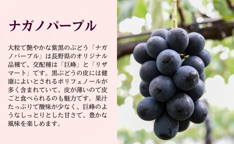 ぶどう 長野 ナガノパープル 約1.2kg 2～3房 特選 大粒 種なし 皮ごと 産地直送 フルーツ 果物 デザート おやつ 葡萄 長野パープル 秋 旬 旬の果物 旬のフルーツ 信州 信州産 長野県 