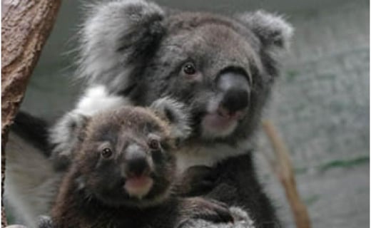 鳴門タクシー貸切観光ツアー[淡路島七福神コース]