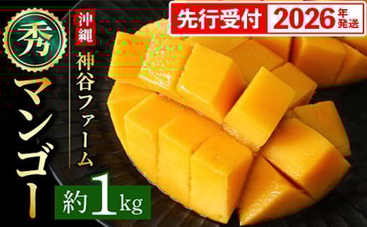 
            【化粧箱入】【先行受付・2026年発送】神谷ファームのマンゴー（秀）約1Kg - 先行予約 沖縄県産 産地直送 南国フルーツ 旬の味覚 季節の果物 贈り物 ギフト 沖縄県 八重瀬町
          