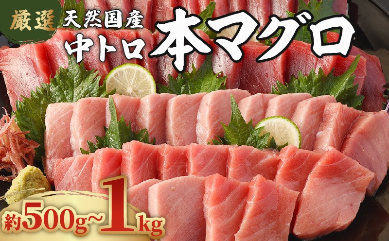
                  【容量選べる】 厳選天然国産本マグロ 中トロ 500g 1kg 以上 魚 マグロ 鮮魚 刺身 刺し身 漬け丼 海鮮丼 おかず 魚介類 海鮮 海産物 まぐろ 本まぐろ 鮪 ブロック 500グラム 惣菜 冷凍 美阿丸 高知県 室戸市
                