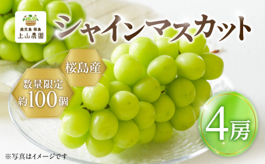【2026年先行予約】【桜島産】シャインマスカット 4房　K260-001_04