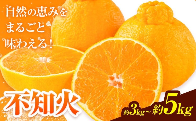 
                  先行予約 みかん 不知火 3kg 5kg 高橋商店《2026年1月下旬-5月中旬頃出荷》熊本県 苓北町 柑橘 かんきつ 果物 フルーツ しらぬい 送料無料
                