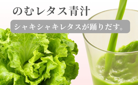 【保存料無添加青汁】のむレタス青汁（3g×30包） 無添加青汁　デキストリンフリー青汁　デキストリン無添加青汁　粉末青汁　ヘルシー青汁　健康青汁　野菜青汁　植物性青汁　ハラル青汁　ハラール青汁　野菜摂