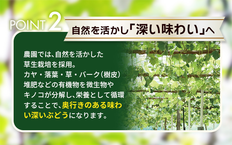 【2026年先行予約】土づくりからこだわったぶどう詰め合わせ 3種セット 1.8kg 3房 家庭用｜ ぶどう 葡萄 果物 くだもの フルーツ 送料無料 岡山県 岡山　ぶどう 粒 数量限定 ぶどう 食べ