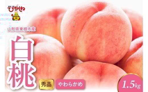 2026年産 白桃（柔らかめ） 1.5kg 秀品 山形県 東根市 hi082-047