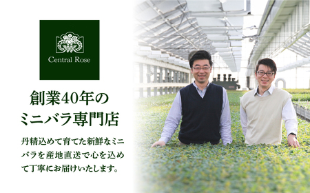 【母の日】バラ 花鉢 6号 ピエール・ドゥ・ロンサール 産地直送 [5月7日～10日 お届け] 四季咲き 花 ガーデニング 生産量 日本一 天皇杯 ※沖縄 離島配送不可 薔薇 セントラルローズ [mt