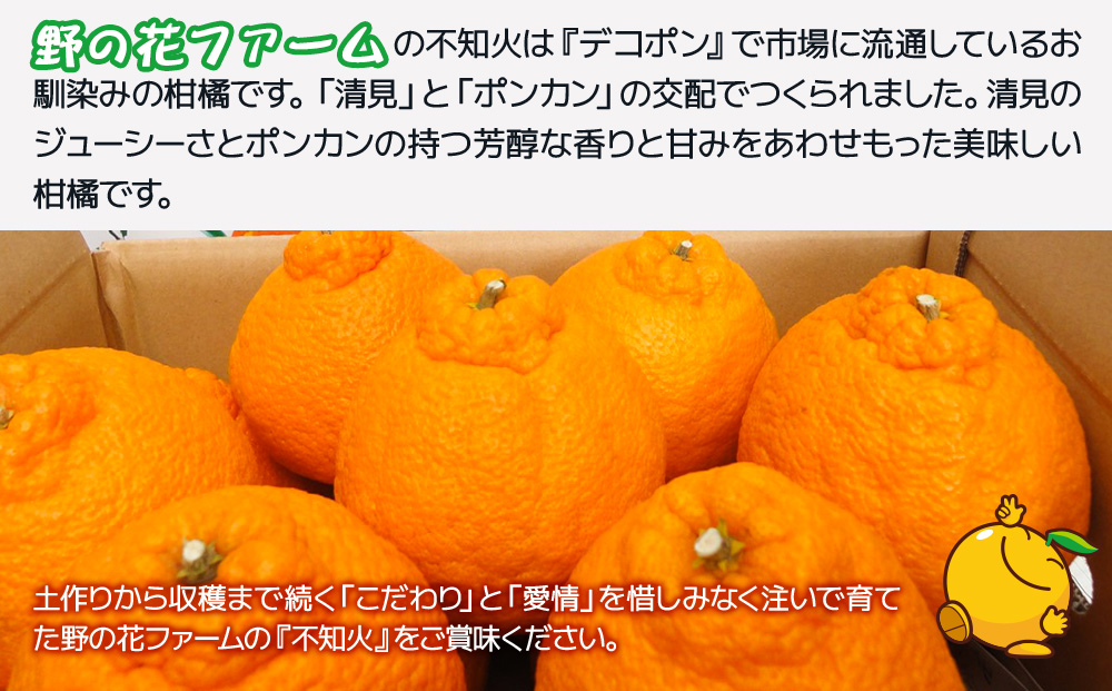 【先行予約・数量限定】野の花ファーム 不知火 6kg 手選別完熟 | みかん ミカン オレンジ フルーツ 柑橘類 大分県産 九州産 津久見市 国産【tsu002803】
