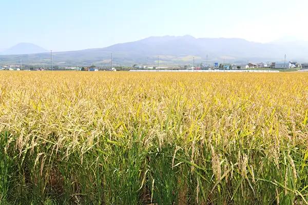 【新米予約】〈令和8年産〉 ゆめぴりか＆ななつぼし 食べ比べ 各5kg 計10㎏ 精米 北海道 共和町 共和町米生産友の会 ※沖縄・離島への配送不可