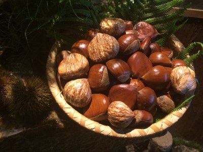 【数量限定】極上 丹波松茸 丹波栗 詰め合わせ＜京都・八光館＞松茸 松茸 松茸 松茸 松茸