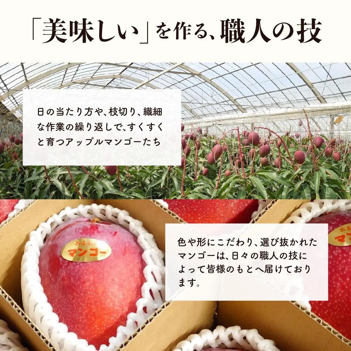 アップルマンゴー 約2kg 