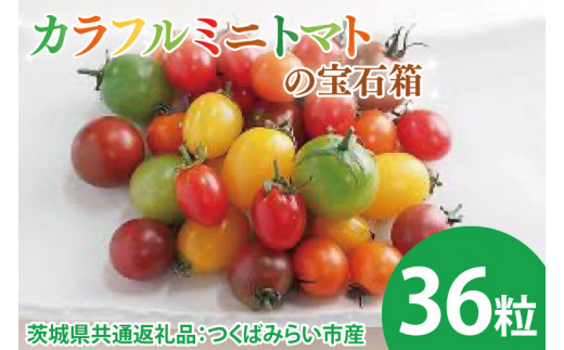 【先行予約】カラフルミニトマトの宝石箱 36粒（茨城県共通返礼品：つくばみらい市産）※2025年1月上旬～3月下旬頃に順次発送予定（CD093）