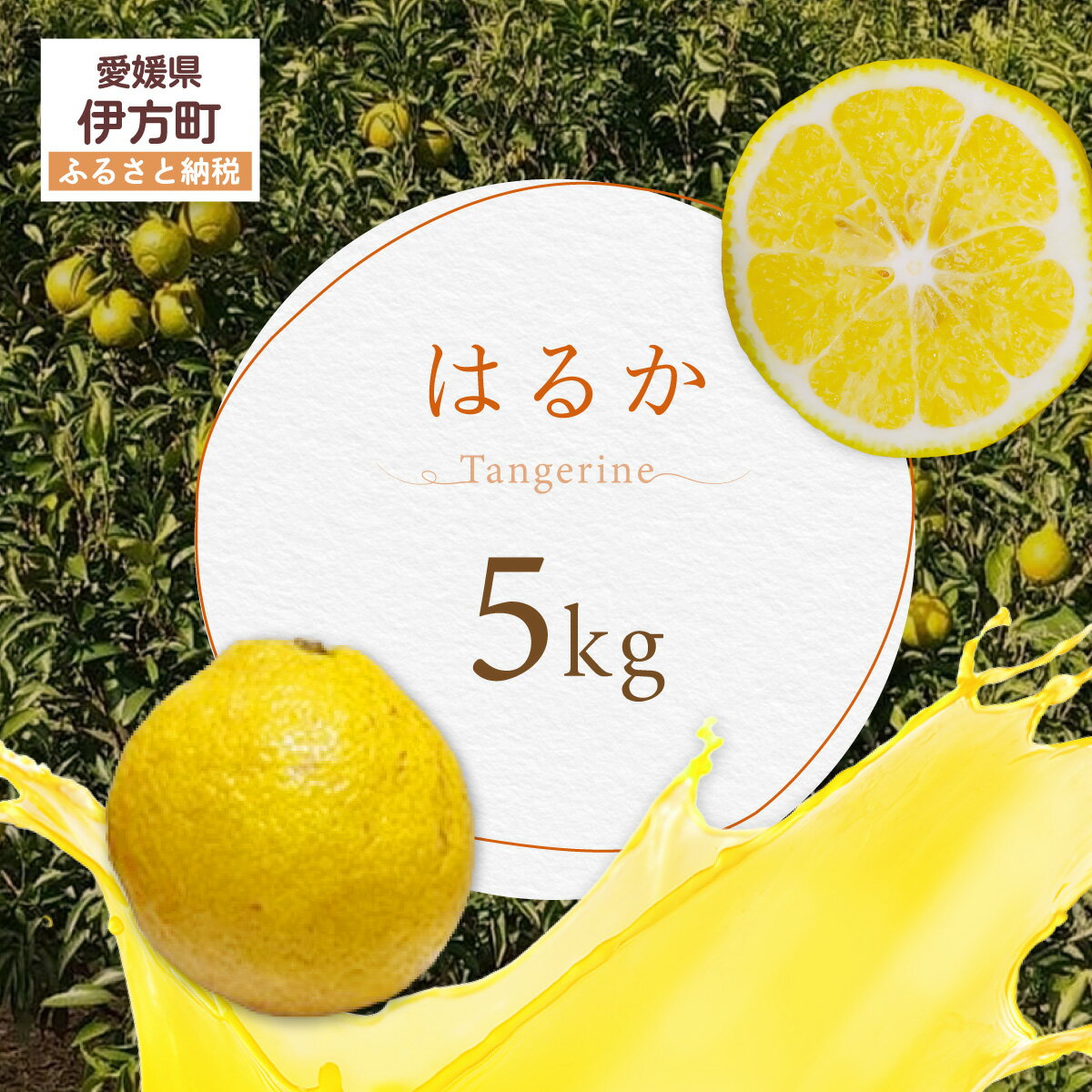 【ふるさと納税】はるか 【ふるさと納税 人気 おすすめ ランキング はるか みかん ミカン オレンジ 無農薬 有機栽培 佐多岬半島 農家直送 住吉丸農園 愛媛県 伊方町 送料無料】 IKTBN005