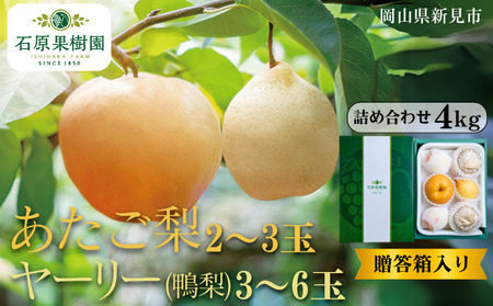 あたご梨2～3玉 ヤーリー (鴨梨) 3～6玉 詰め合わせ 約4kg 贈答箱【先行予約 2025年11月中旬から順次発送】