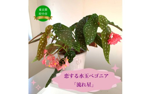 アートのような美しい水玉模様に加え、ショッキングピンクのハート型の花が咲くベゴニア。