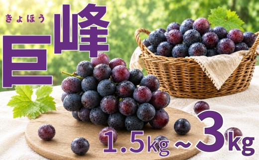 【2026年8月から発送】【先行予約 】巨峰 3kg 冷蔵 ぶどう 巨峰 種あり フルーツ 福岡県川崎町 竜円農園 先行予約 ぶどう 数量限定 ぶどう 巨峰