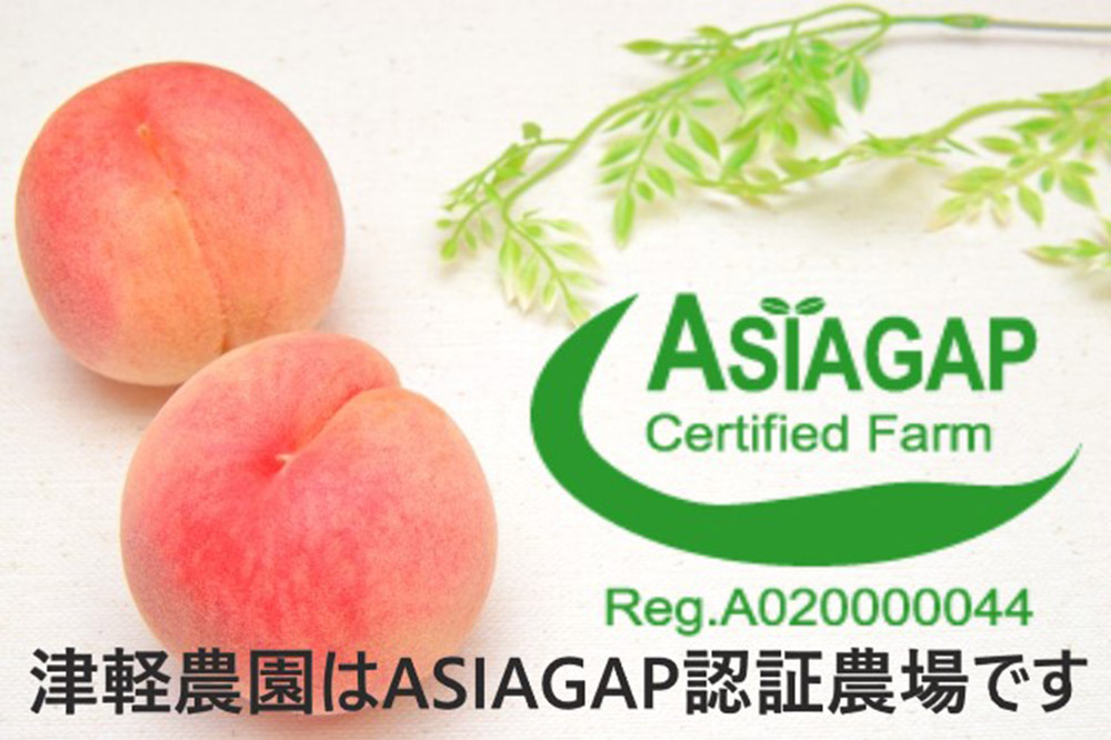 もも【2025年産 あふれる果汁 まどか】特秀 約3kg 8〜14玉程度 ASIAGAP認証農場 津軽農園 採れたて 農家直送