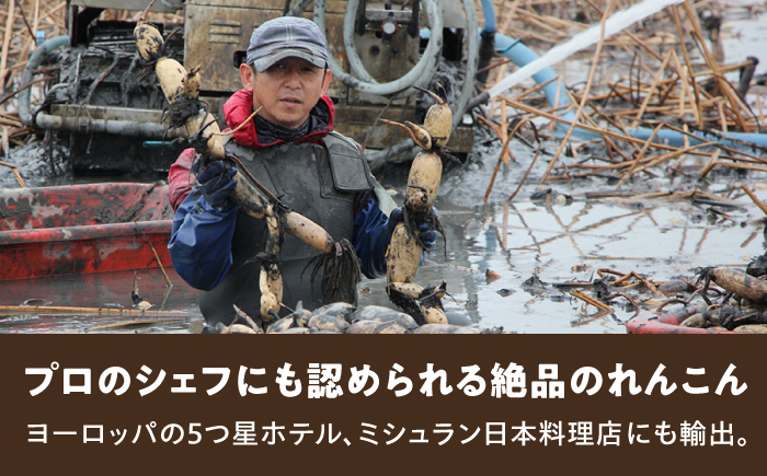 【先行予約】【全3回定期便】田島屋れんこん（泥付き） 計6kg（2kg×3回） / 蓮根 / 佐賀県 / 田島屋れんこん [41ASDA005]