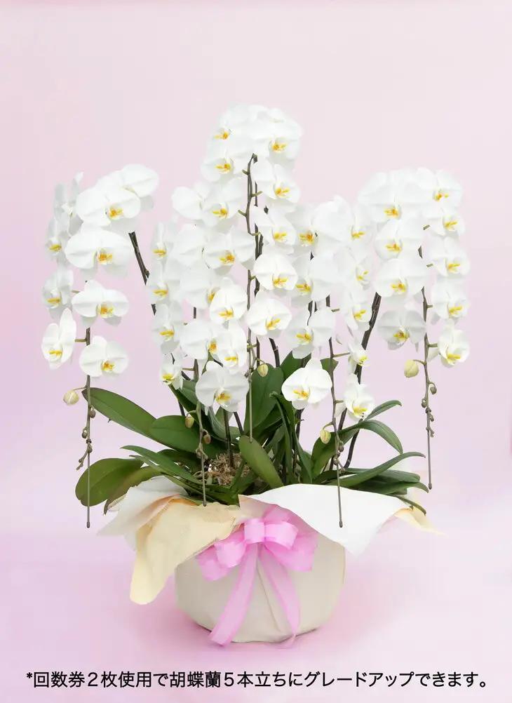 《お花の回数券シリーズ》トップフローリスト厳選の胡蝶蘭３本立ちの回数券×５枚【お花の回数券 ３本立ち 回数券 世界らん展 フラワードリームジャパンカップ 国内主要コンテスト受賞 贈り物 神奈川県 小田