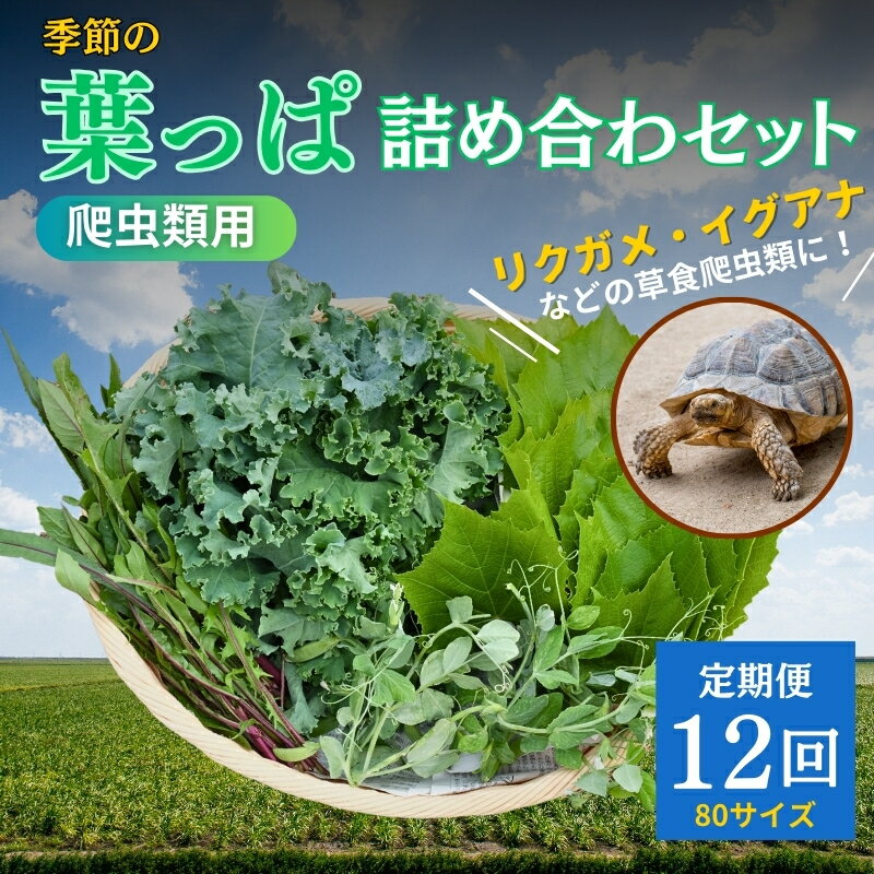 【ふるさと納税】定期便 【爬虫類用】 80サイズ 12回コース 詰め合わせ 季節の葉っぱ詰め合わせ 草食爬虫類 リクガメ イグアナ 植物 無農薬 京都府南丹市