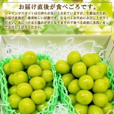 厳選　池田青果のシャインマスカット2房　1kg ふるさと納税【配送不可地域：離島・沖縄県】