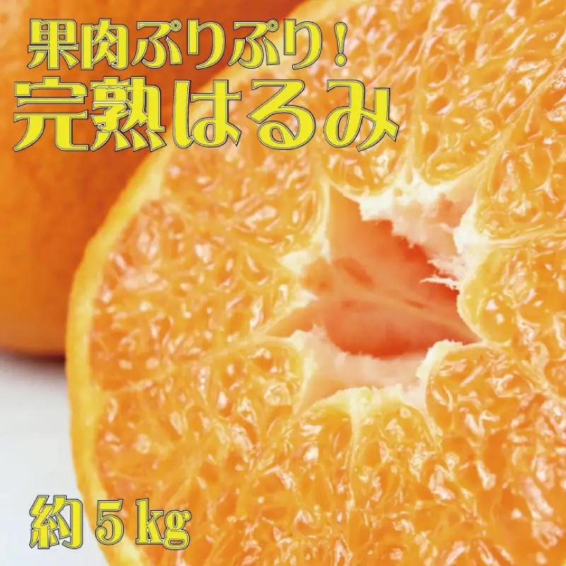 果肉ぷりぷり!完熟はるみ 5kg ※2027年1月下旬頃～2月上旬頃に順次発送予定(お届け日指定不可) / みかん 果物 フルーツ 柑橘 和歌山 ミカン  【uot732】